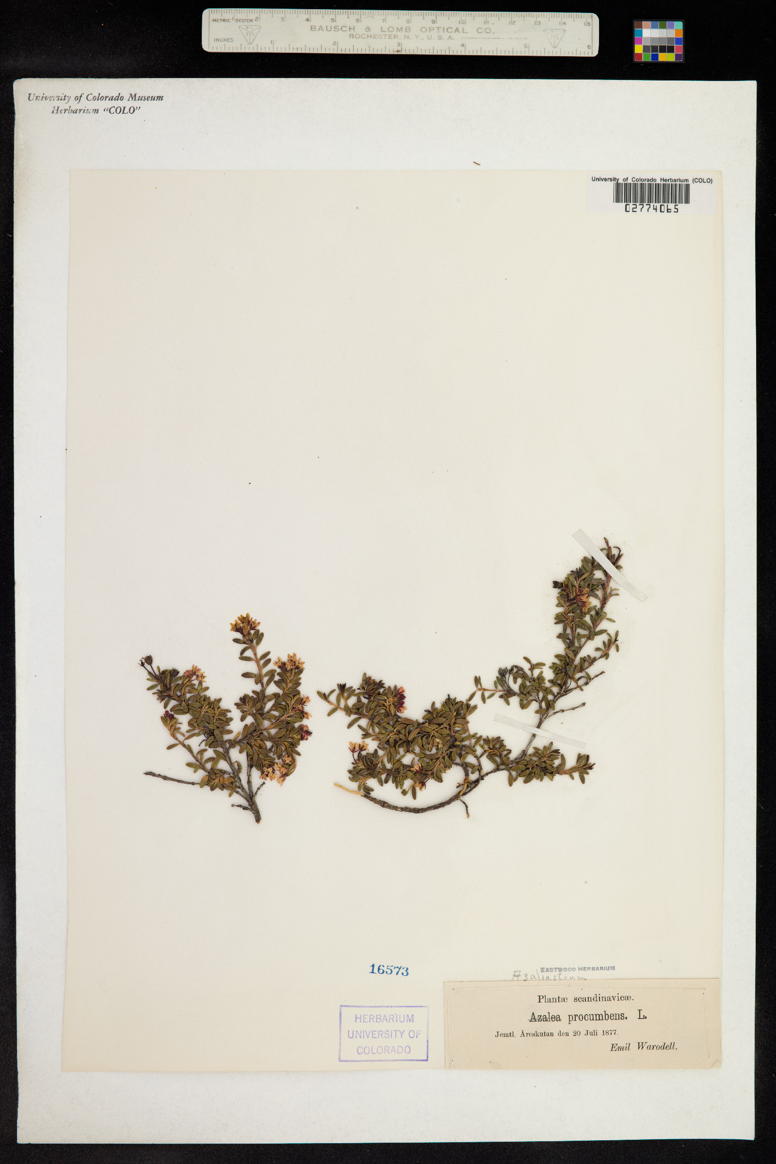 Kalmia procumbens image