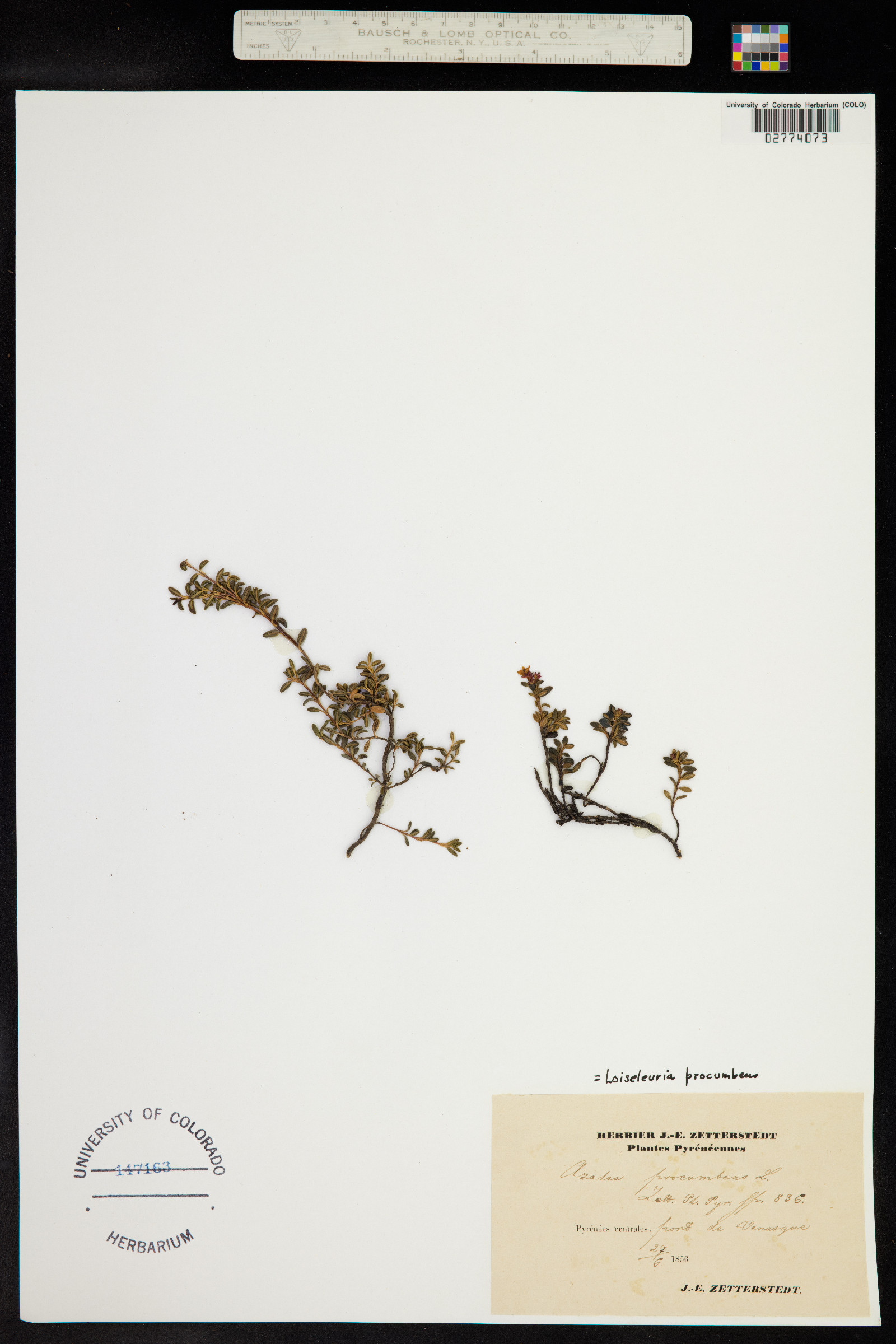 Kalmia procumbens image