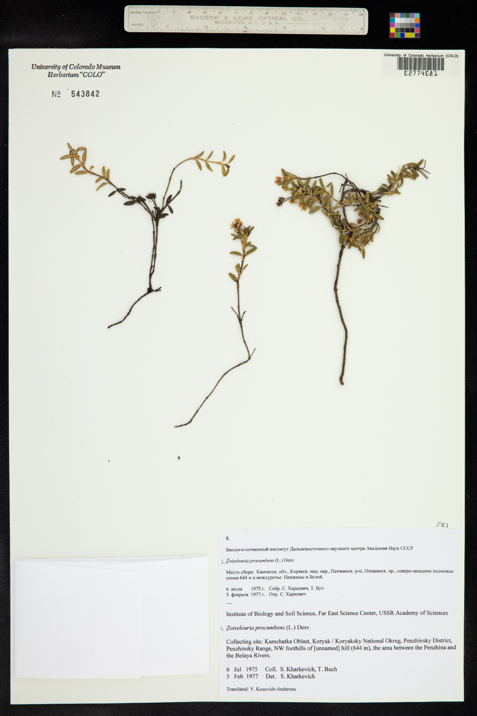 Kalmia procumbens image