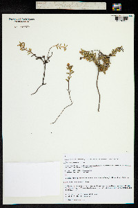 Kalmia procumbens image