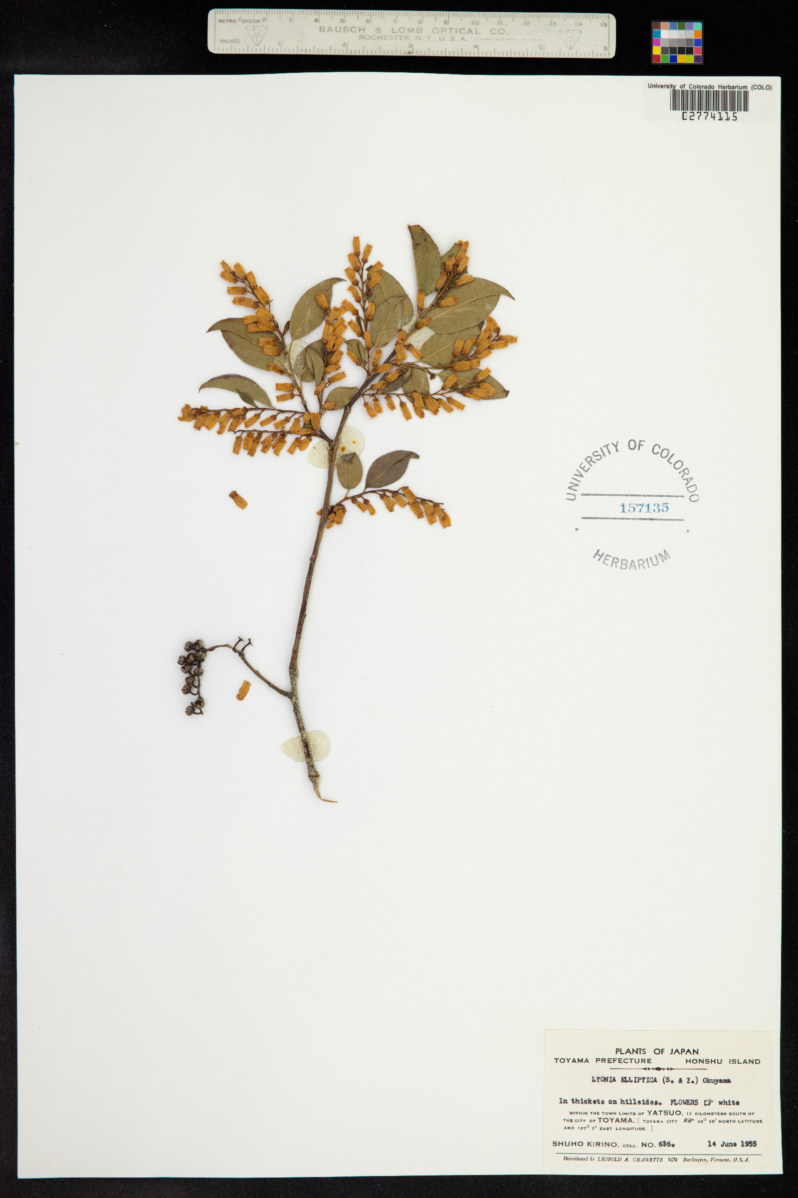 Lyonia elliptica image