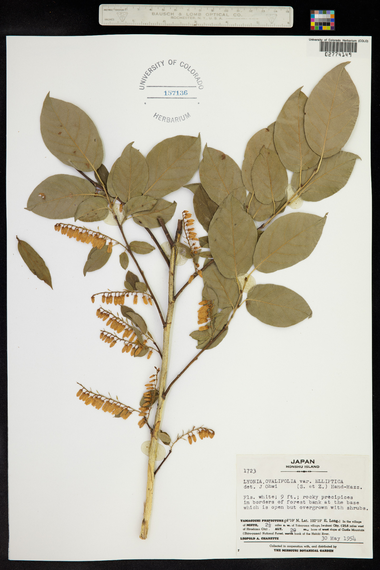 Lyonia ovalifolia image