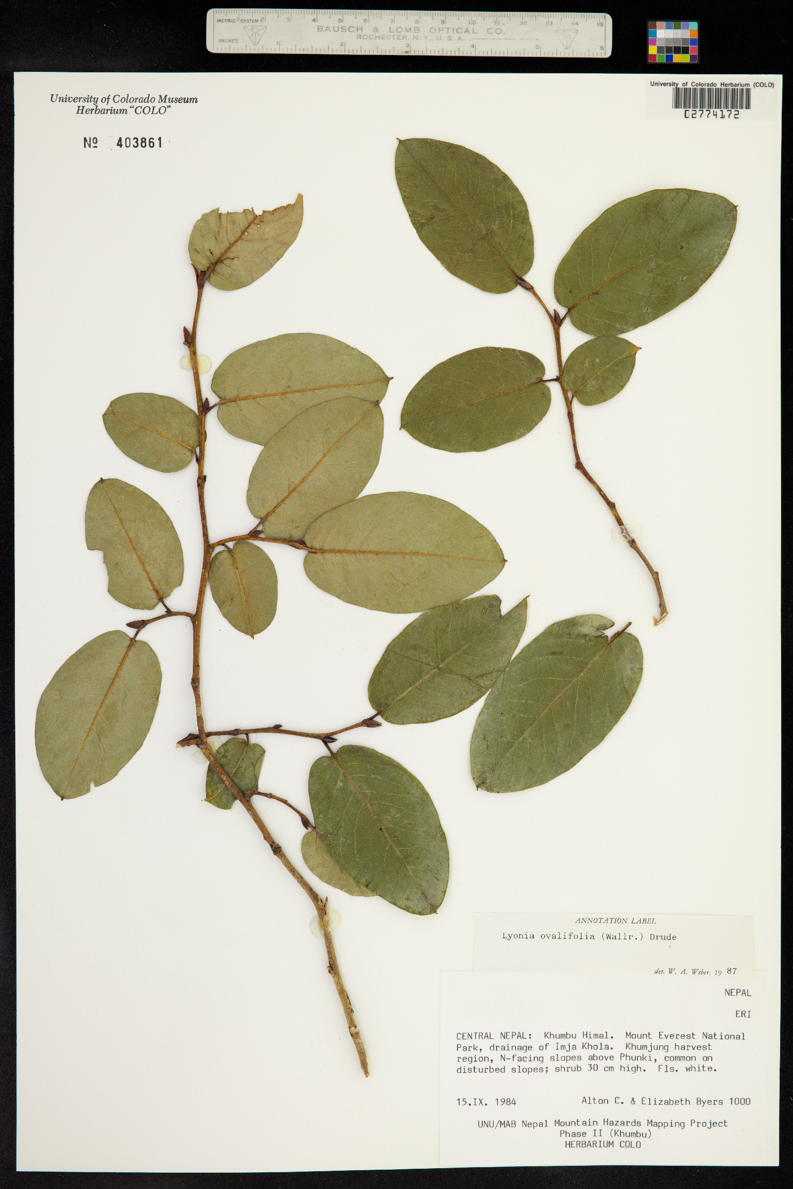 Lyonia ovalifolia image