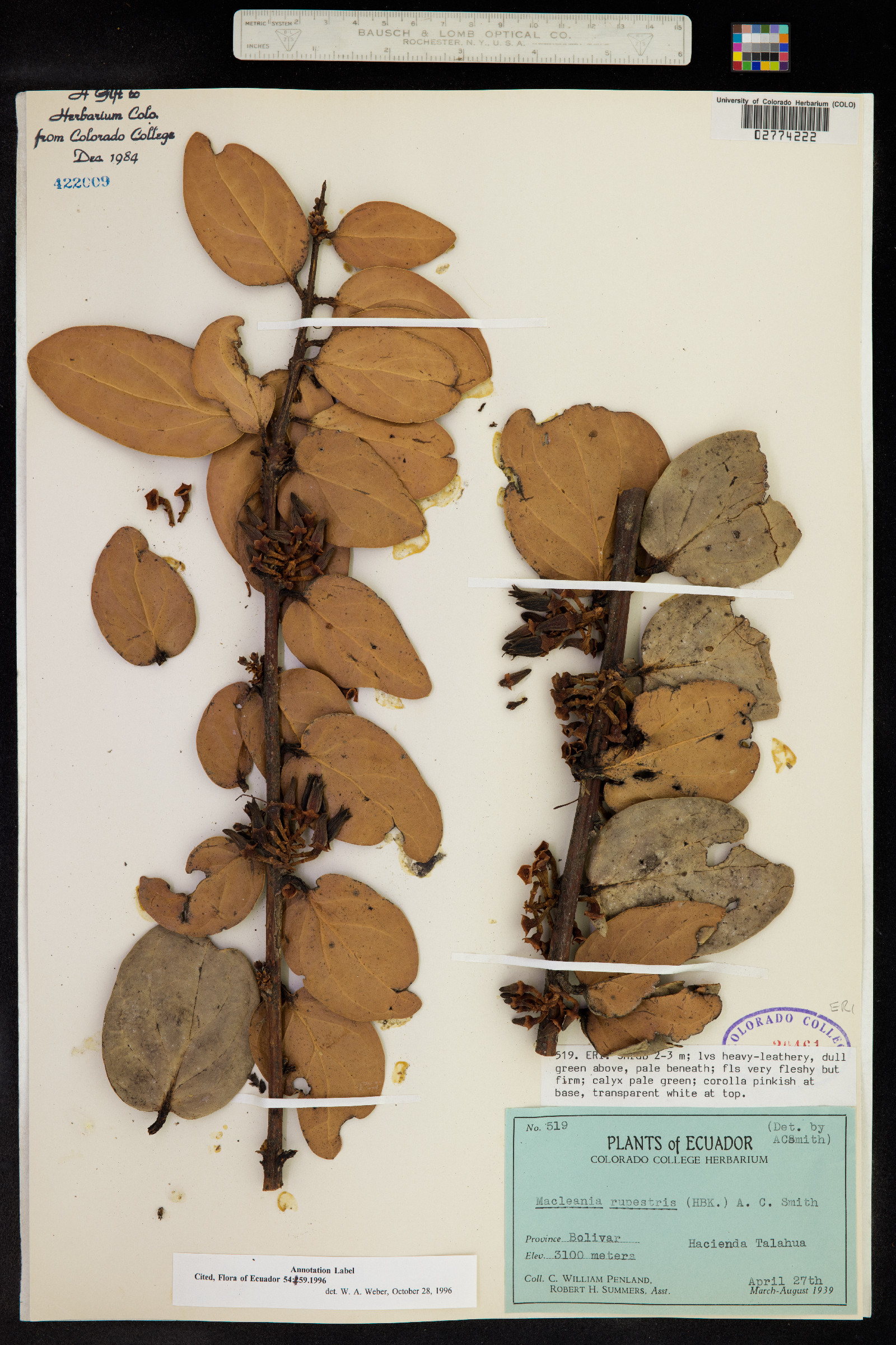 Macleania rupestris image