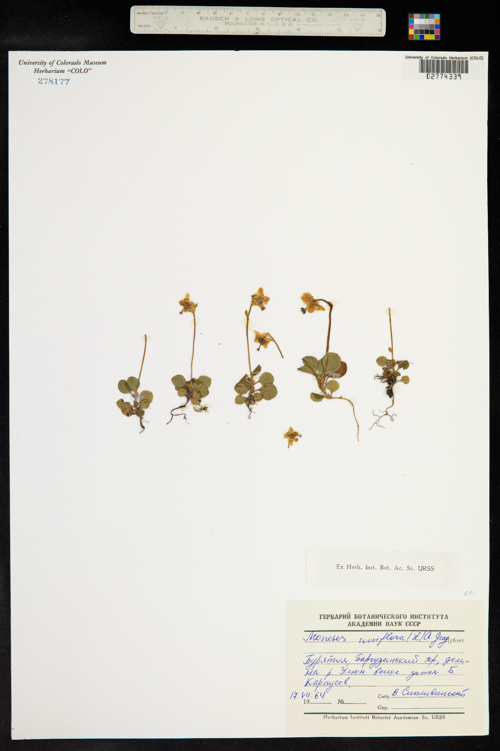 Moneses uniflora image