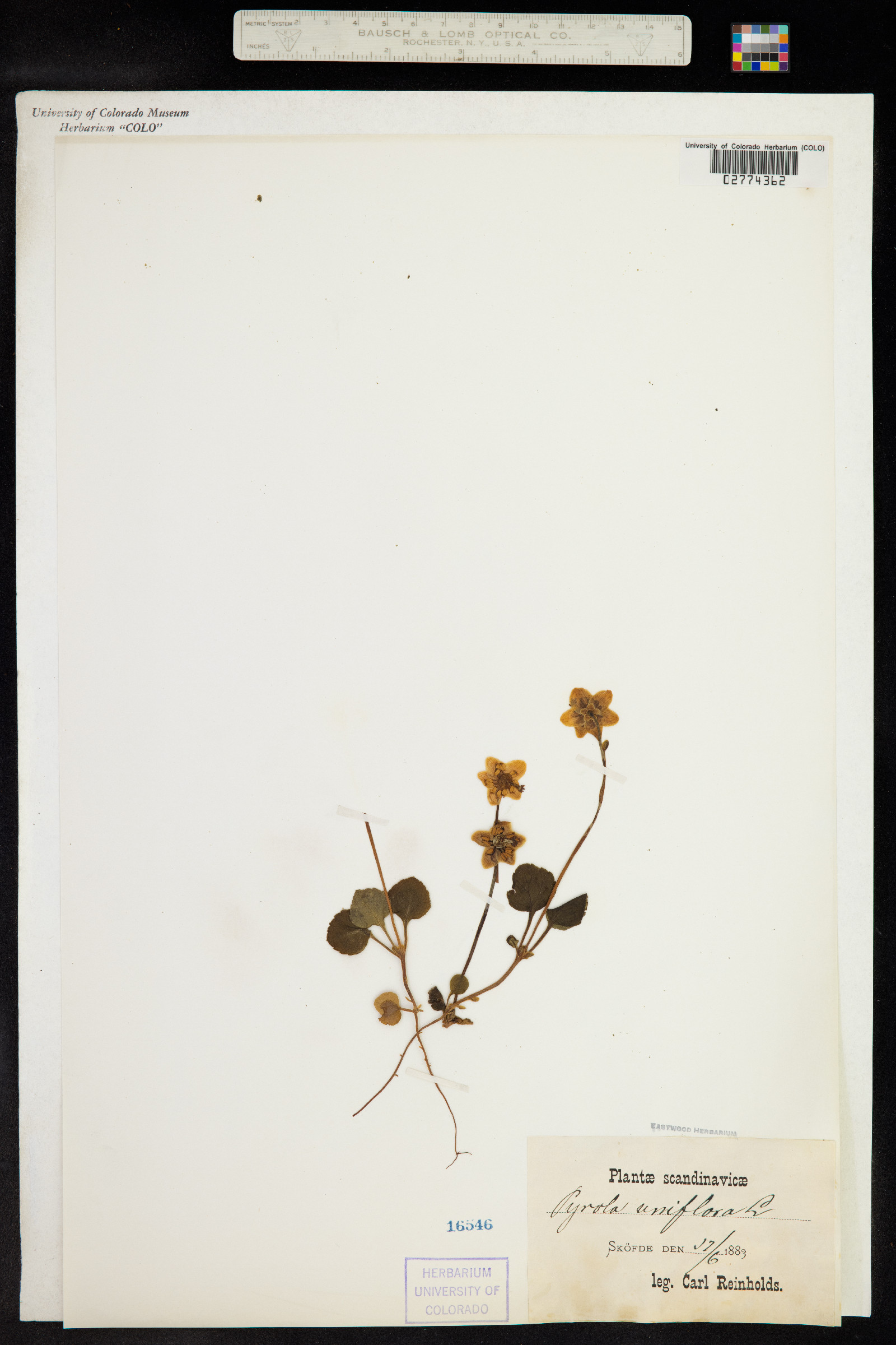Moneses uniflora image