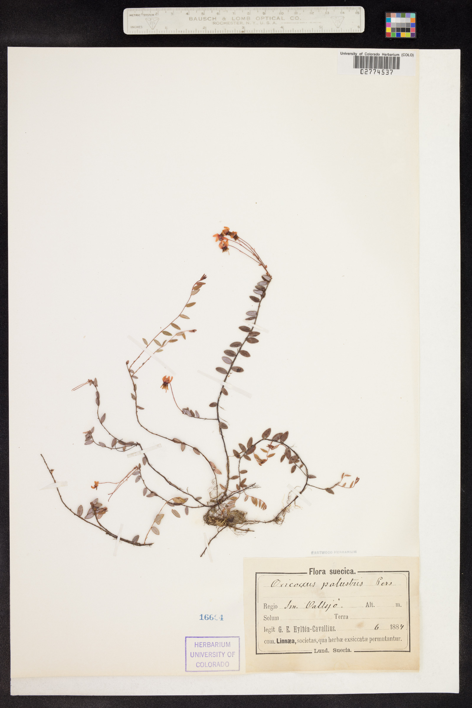 Vaccinium oxycoccos image