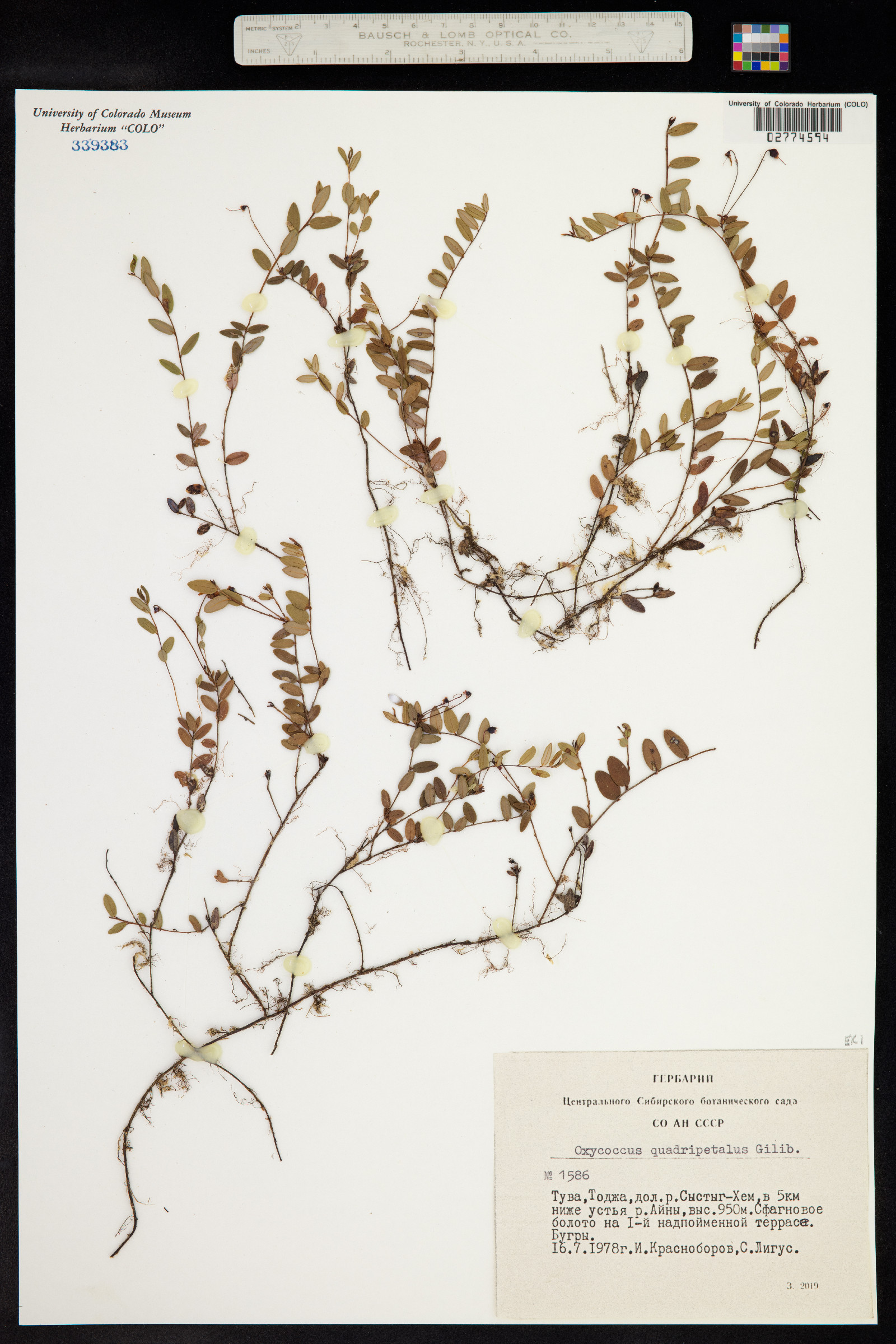 Ericaceae image