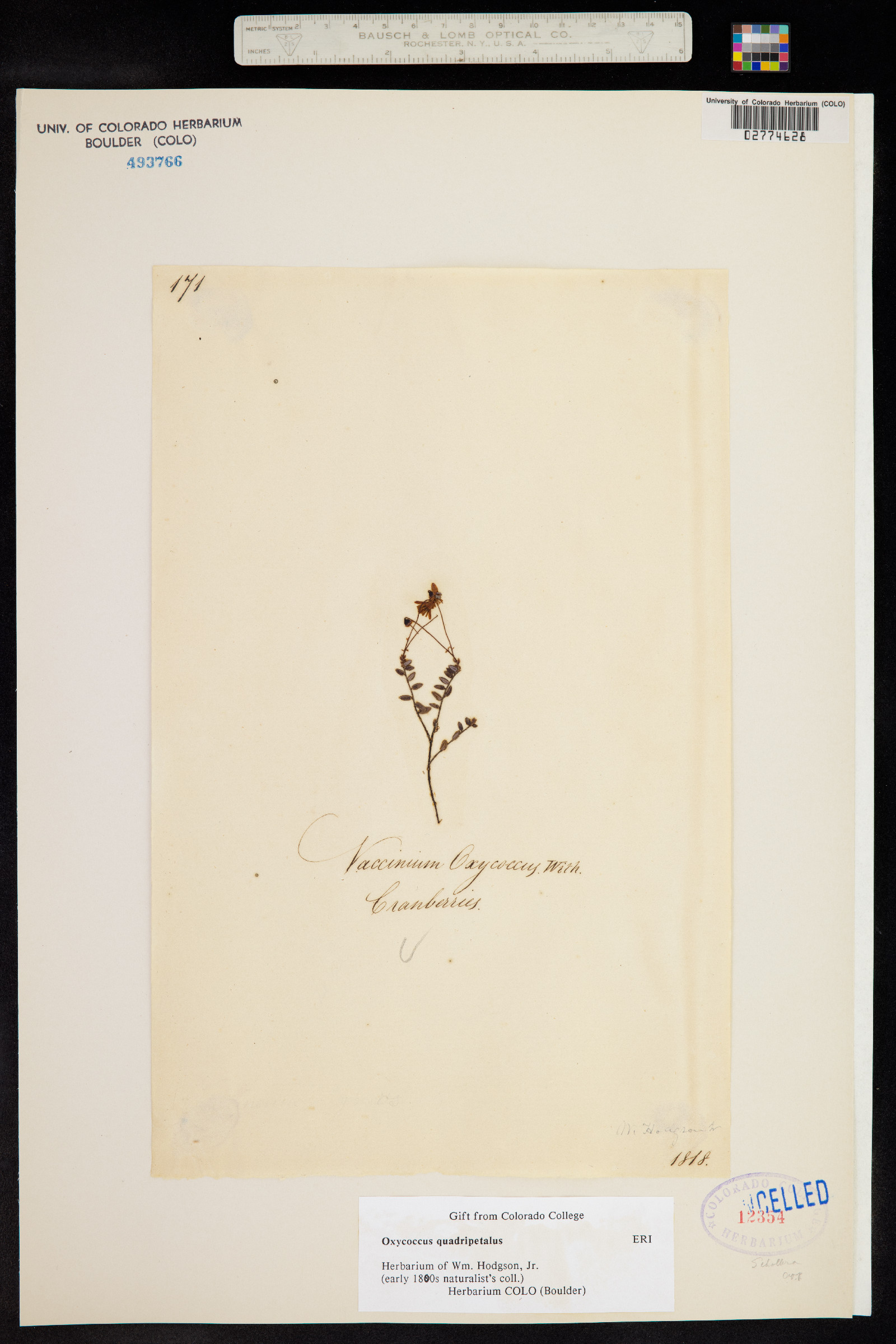 Vaccinium oxycoccos image