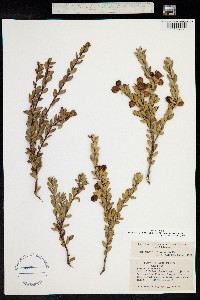 Pernettya prostrata image