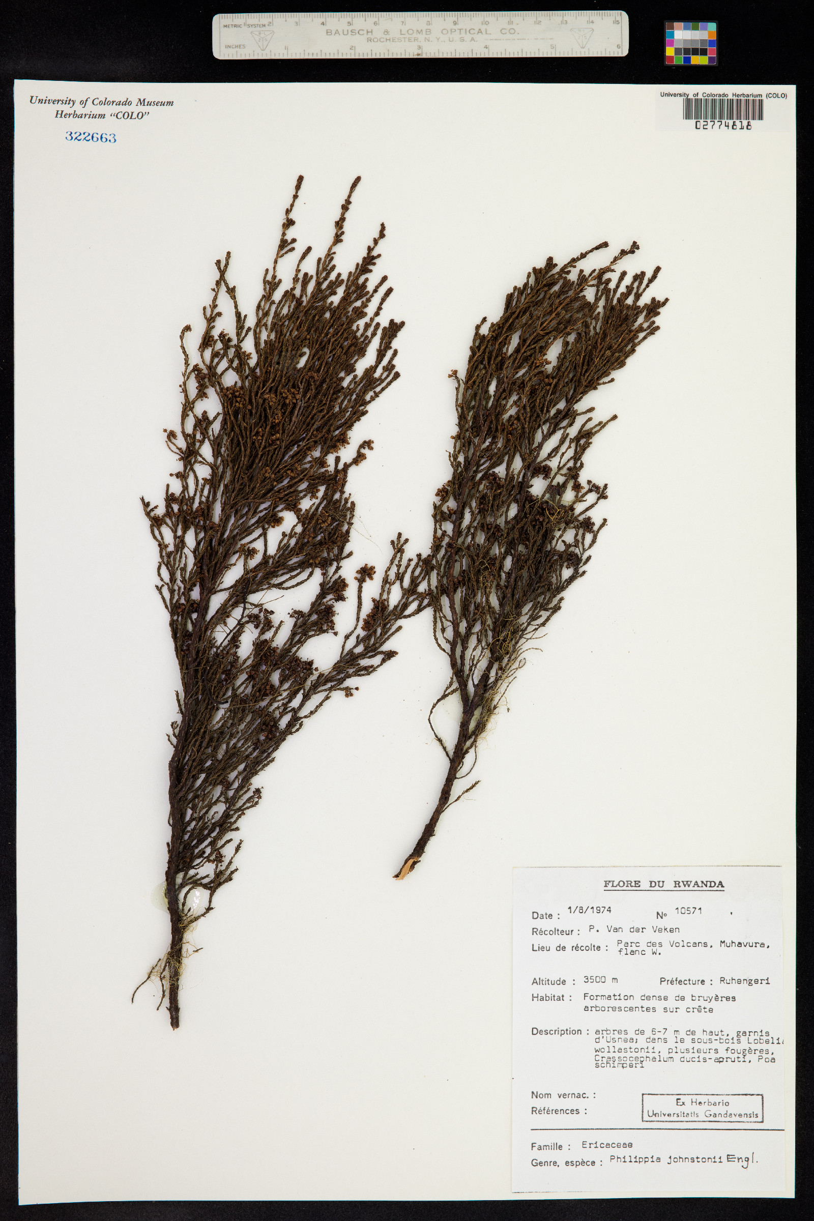 Erica johnstonii image