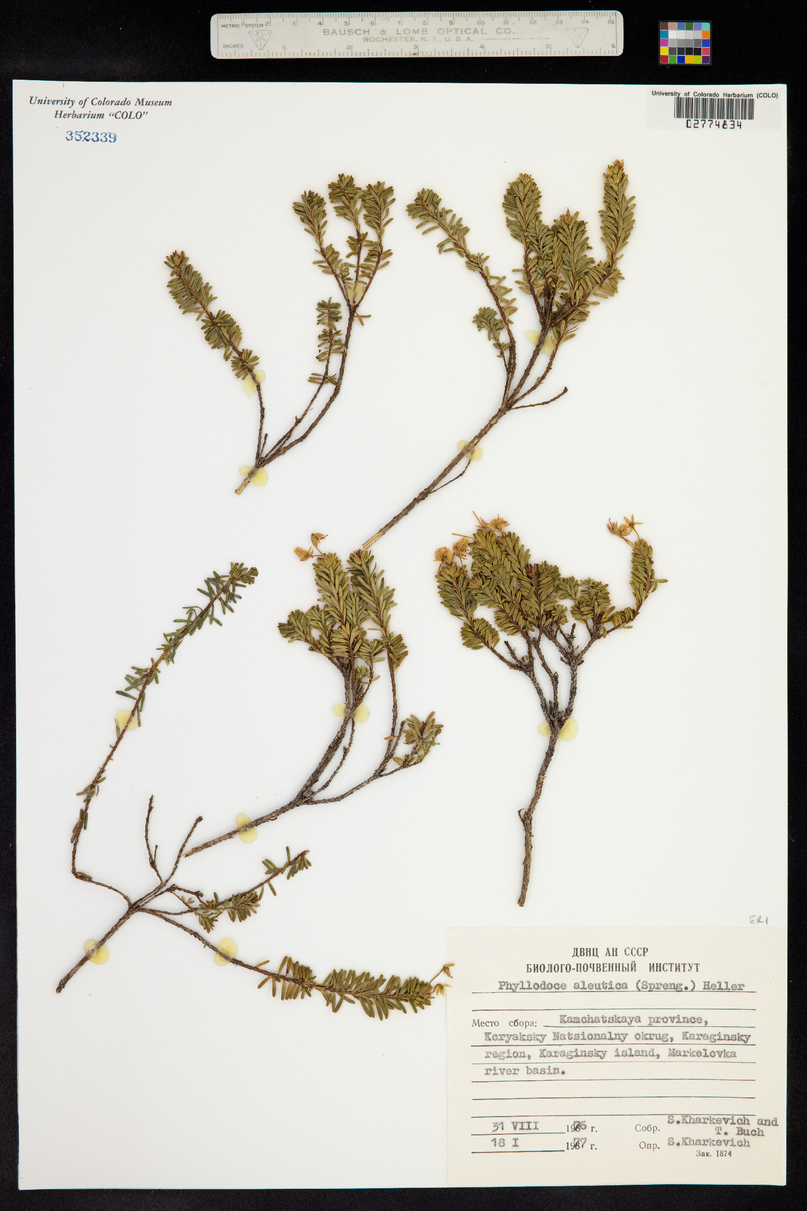 Phyllodoce aleutica image