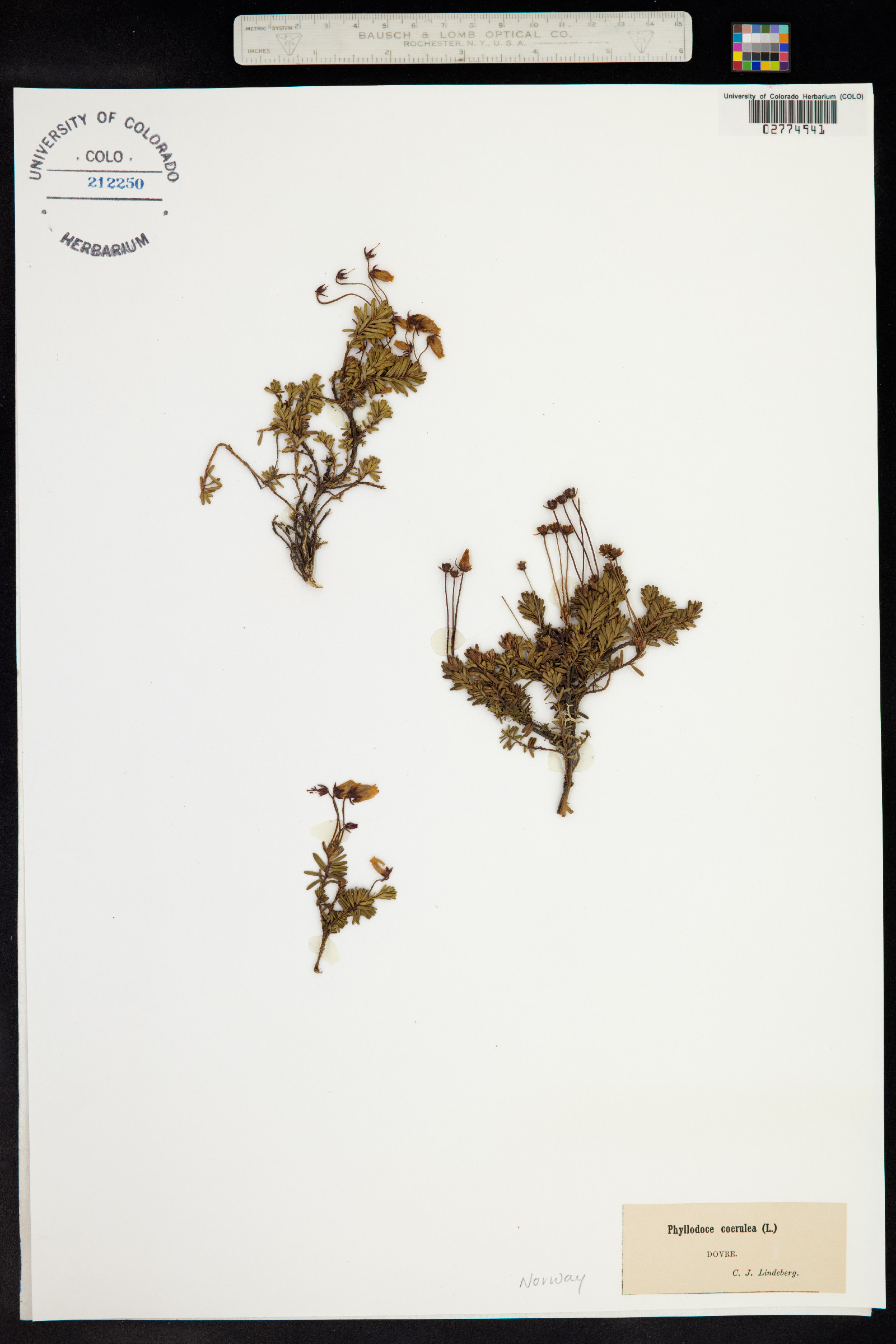 Phyllodoce caerulea image