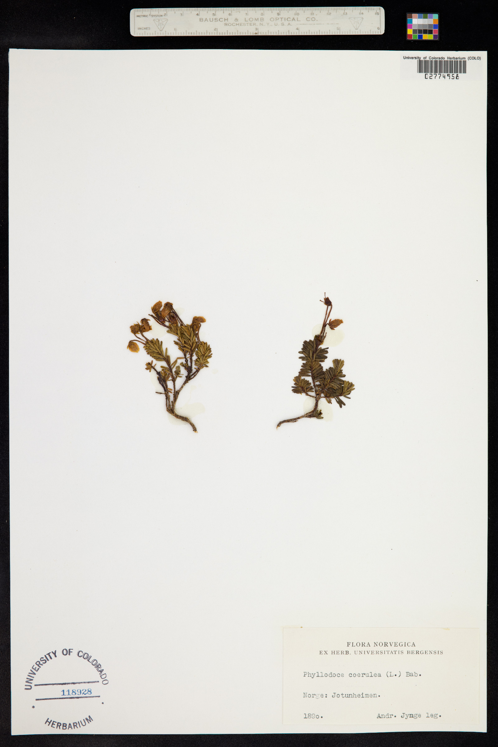 Phyllodoce image