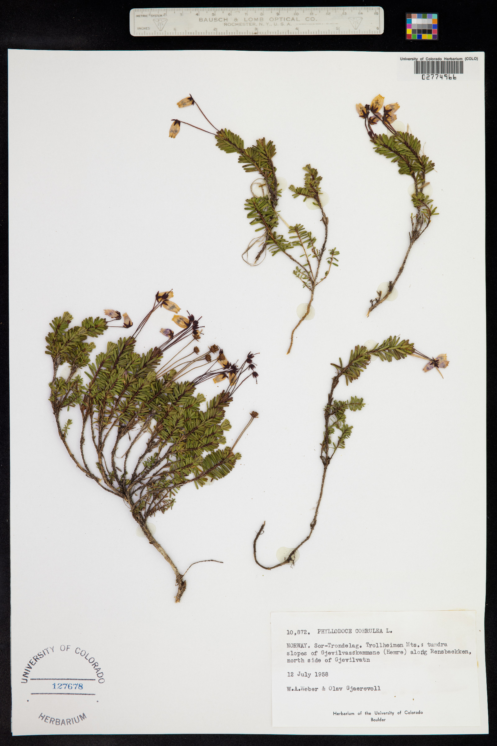 Phyllodoce image