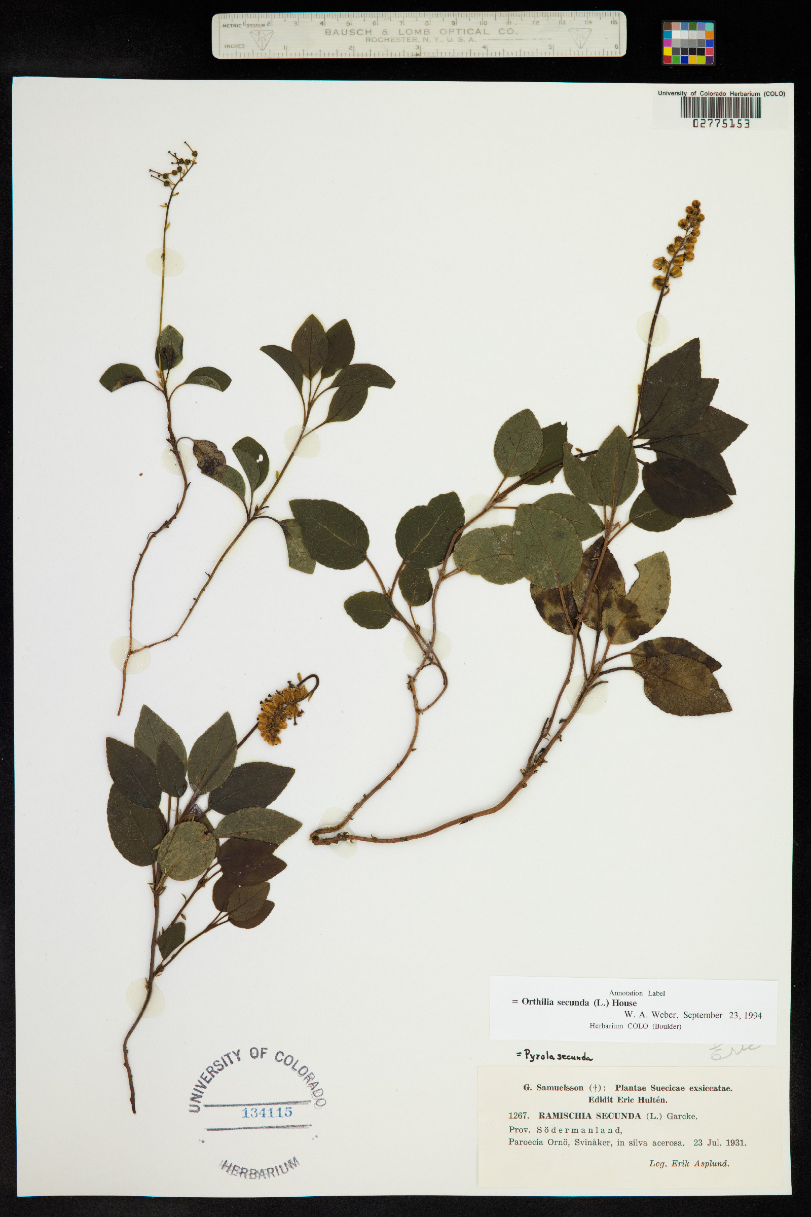 Orthilia image