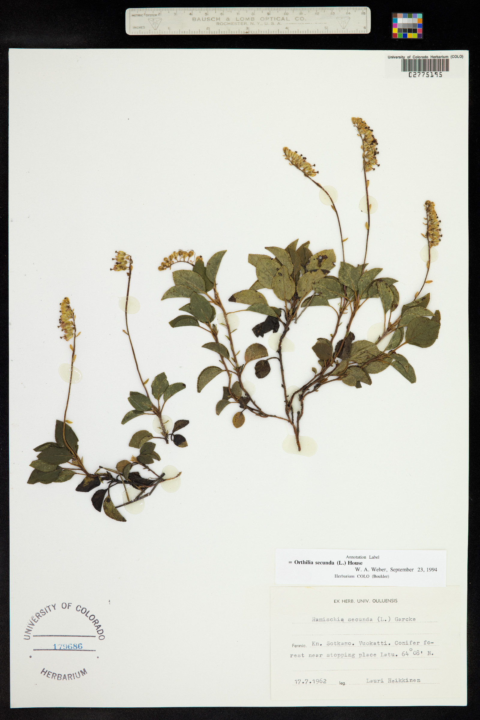 Orthilia secunda image