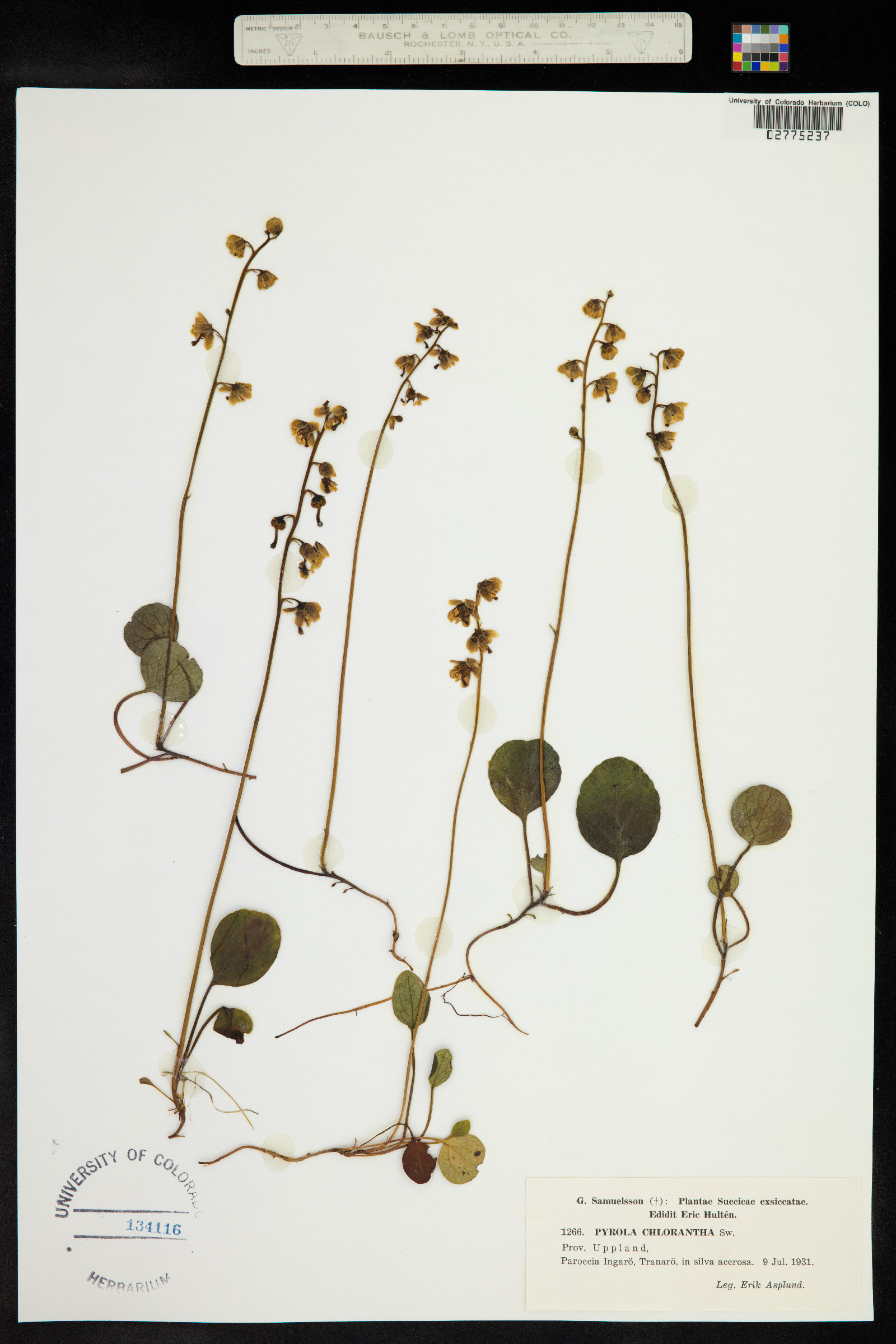 Pyrola image