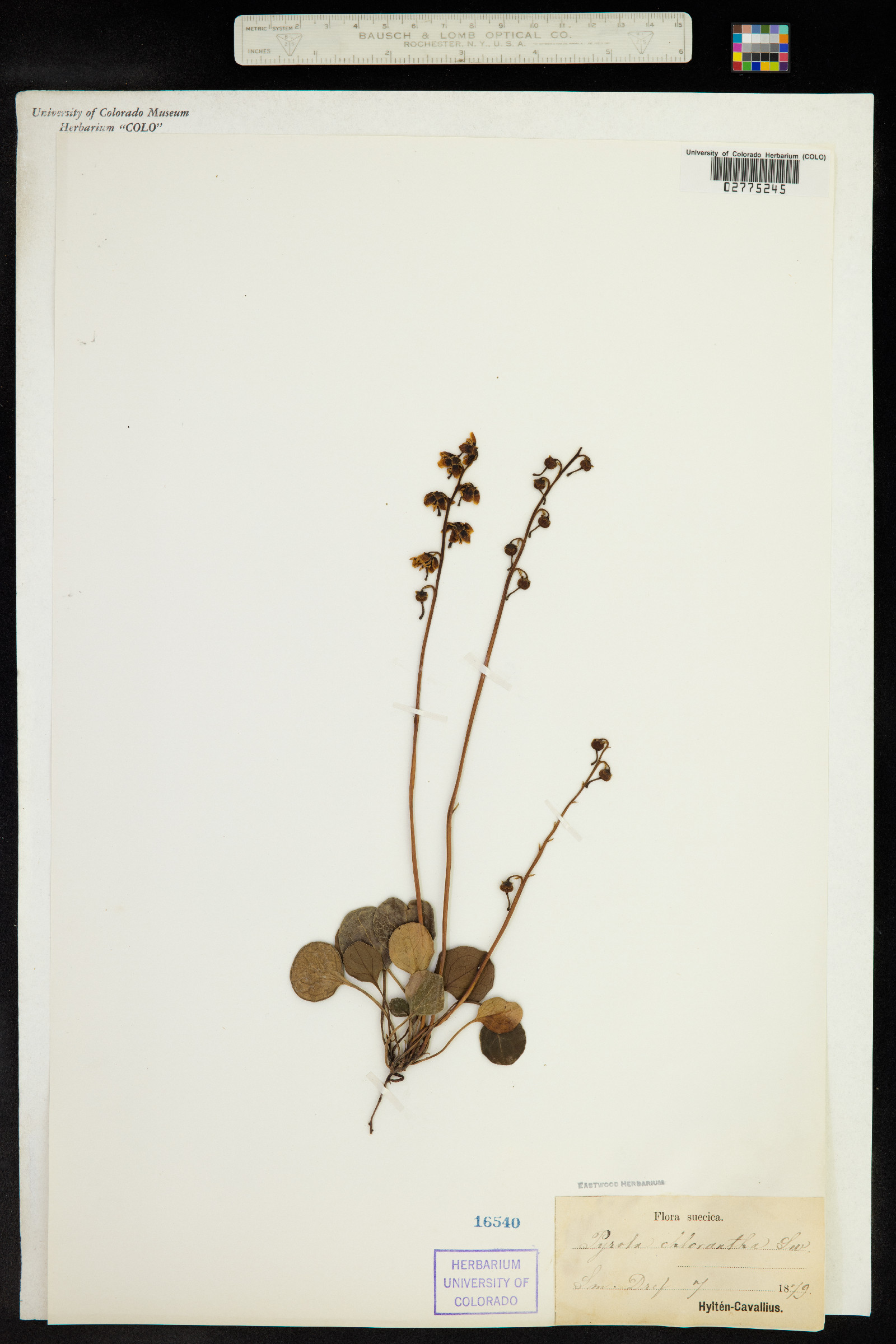 Pyrola chlorantha image