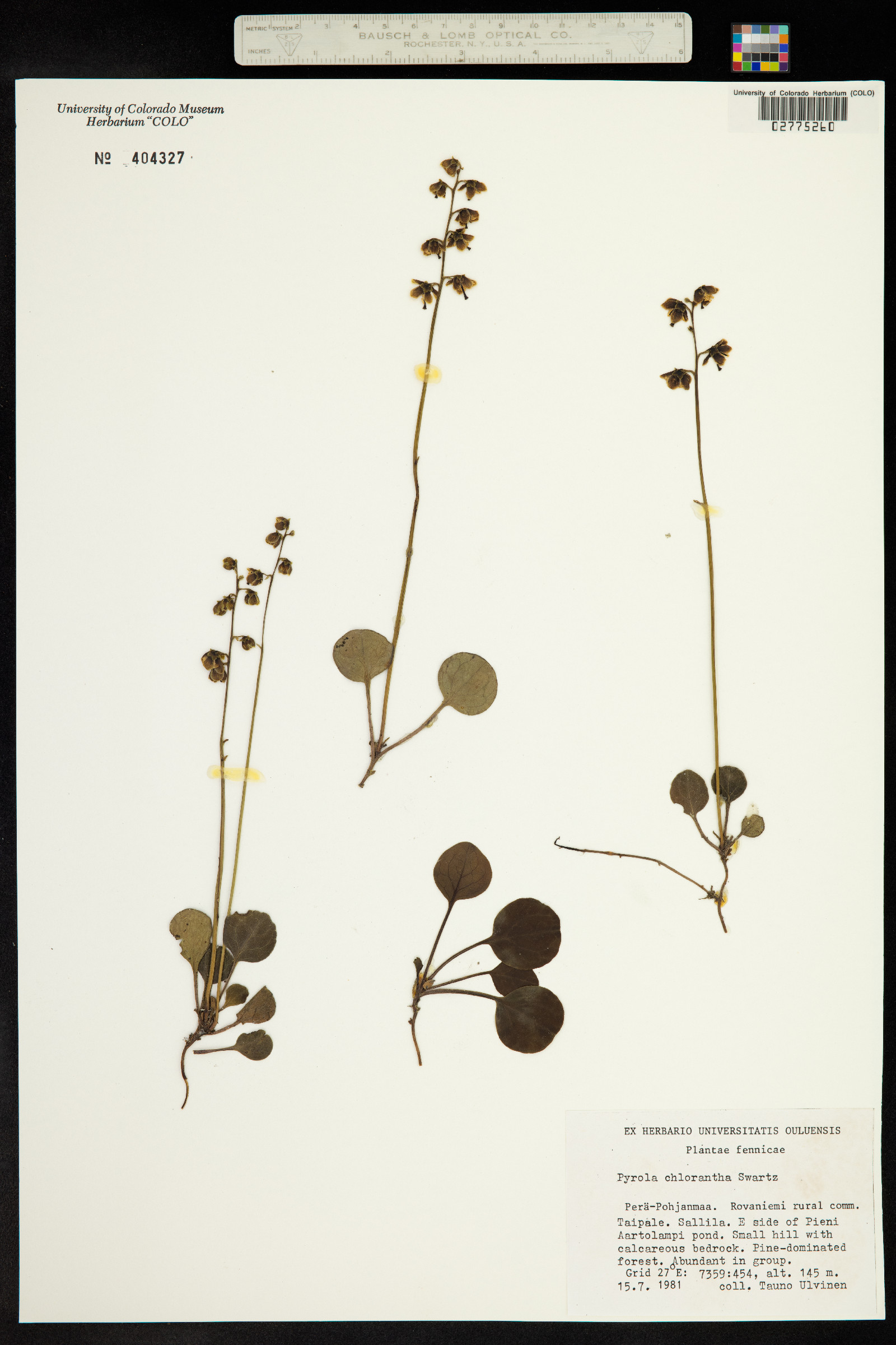 Pyrola chlorantha image