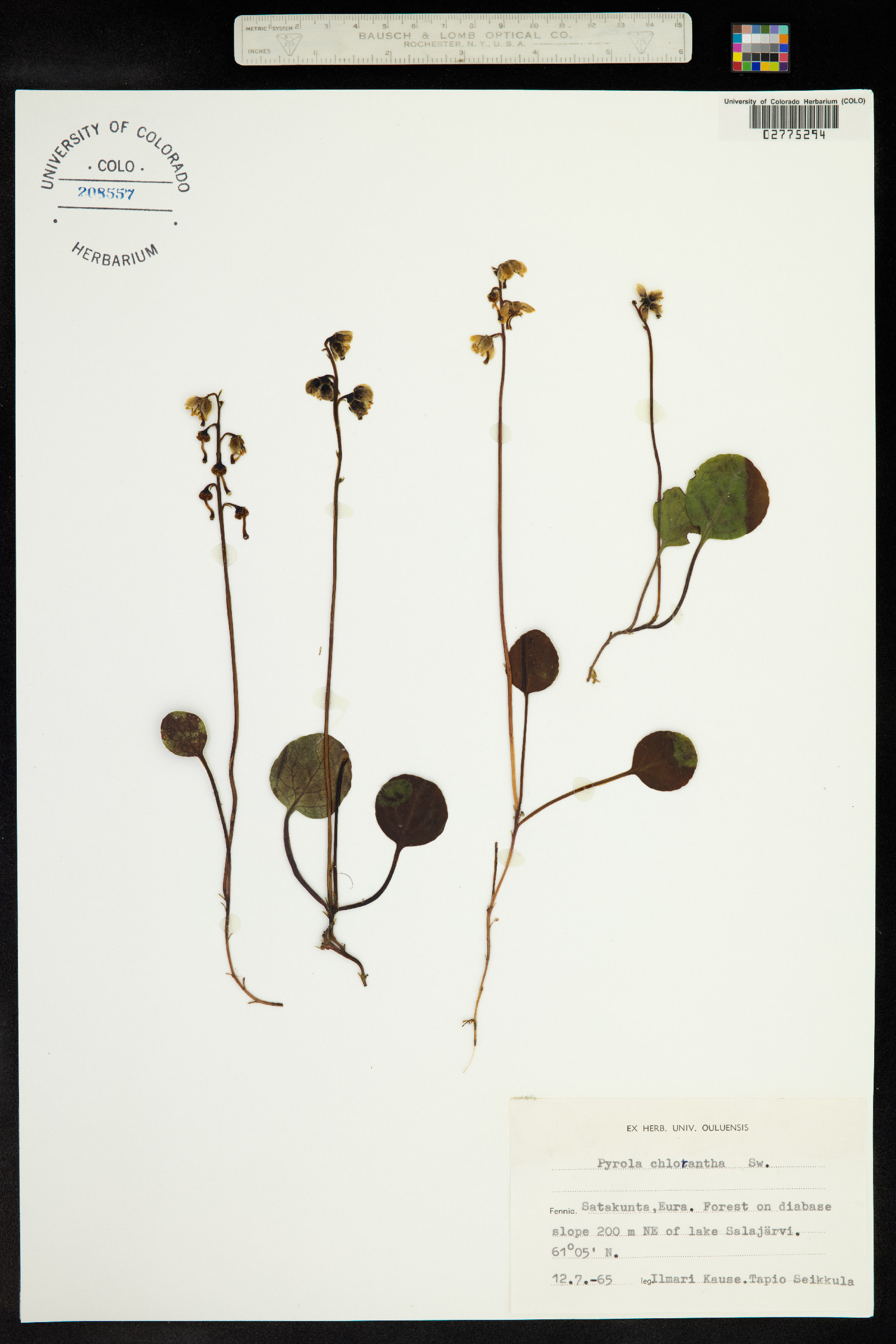 Pyrola chlorantha image