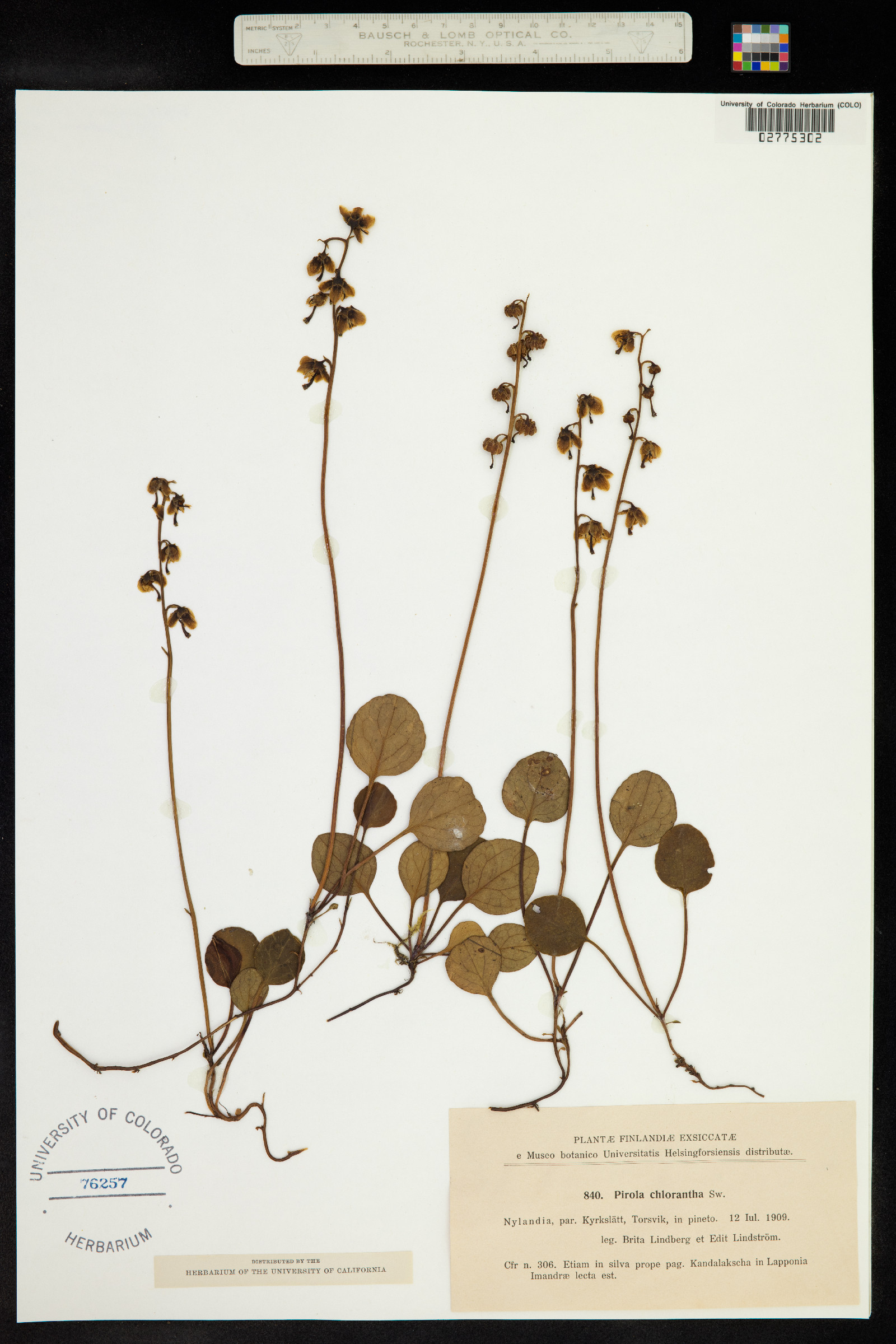 Pyrola chlorantha image