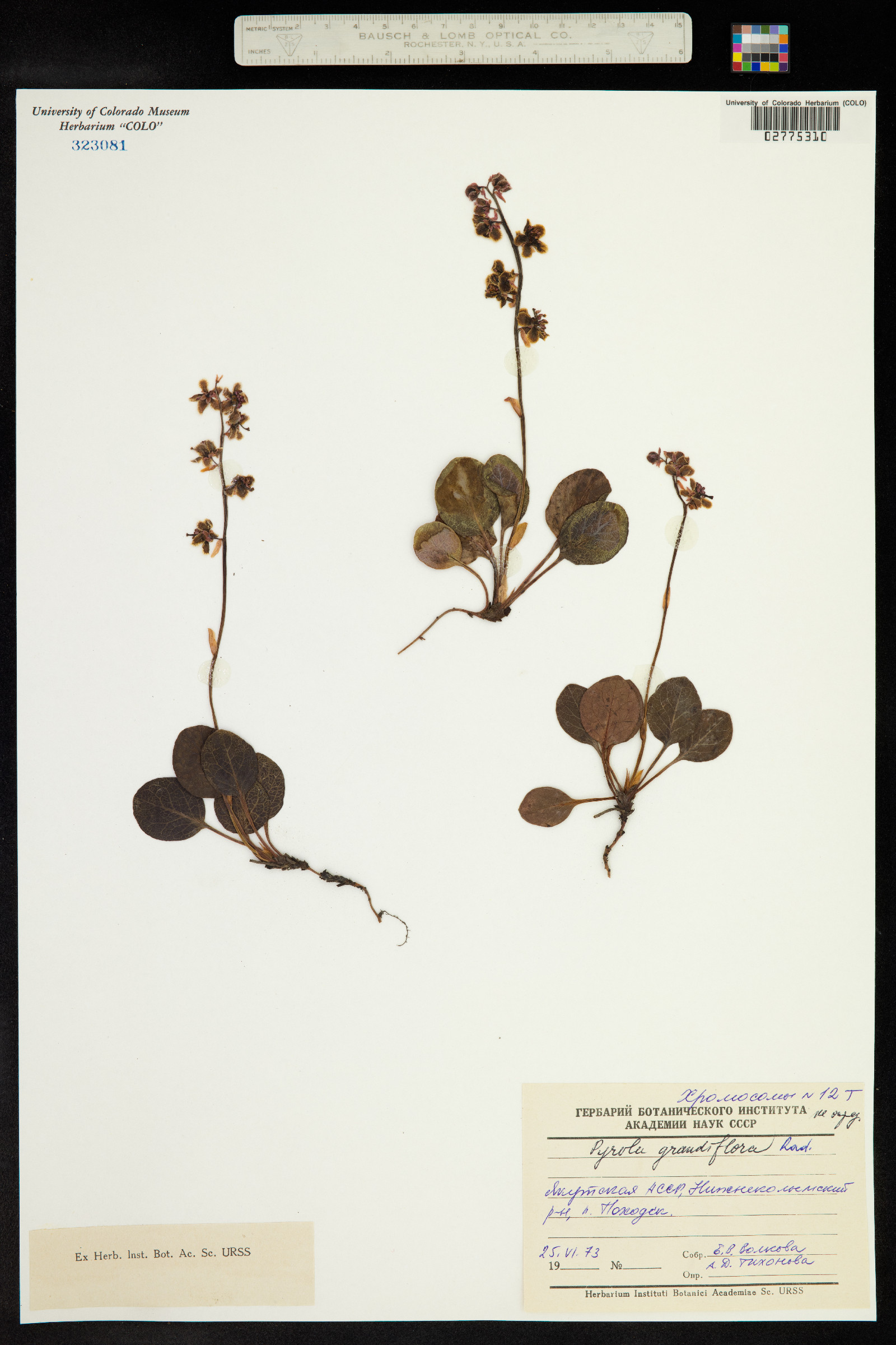 Pyrola grandiflora image