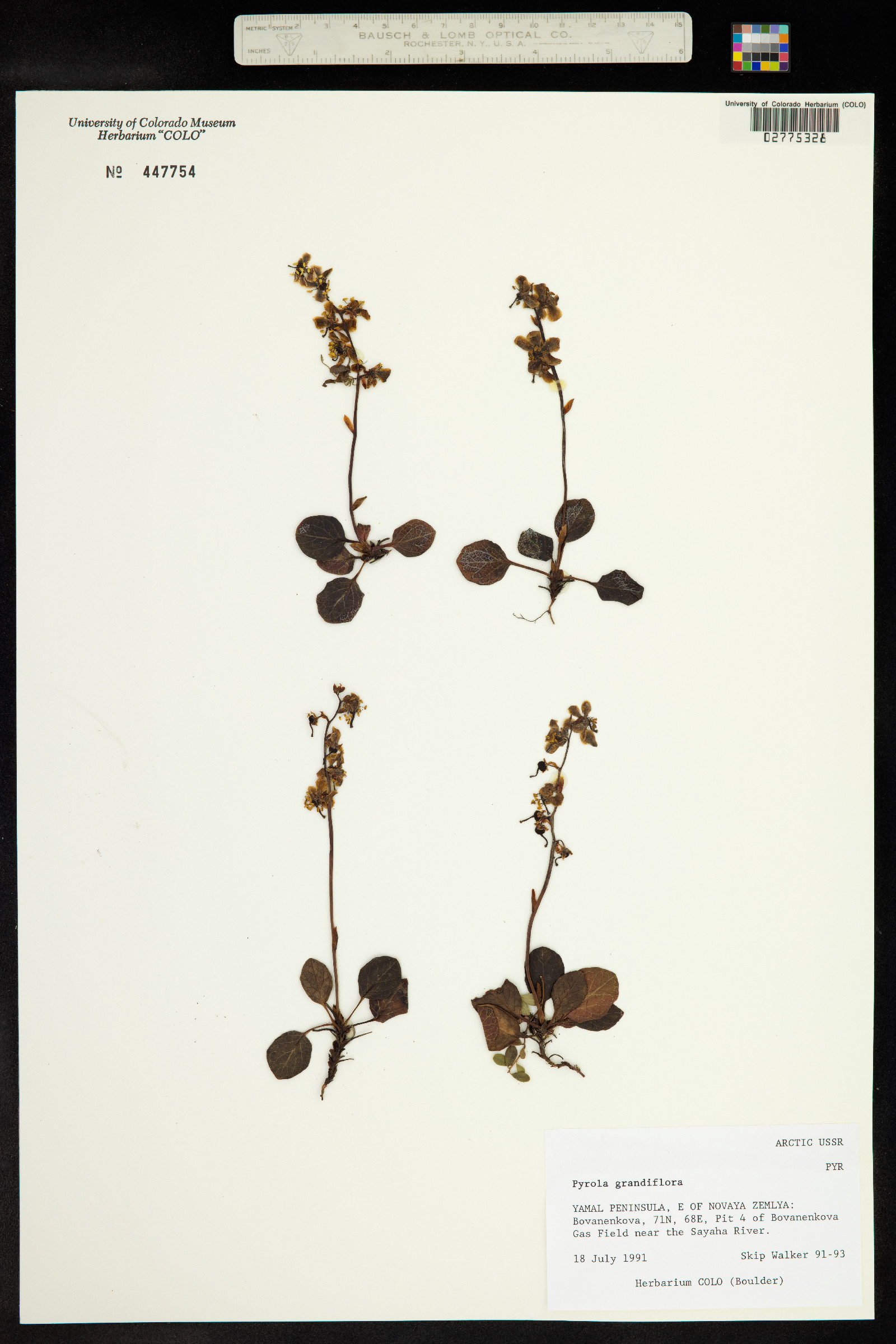 Pyrola grandiflora image