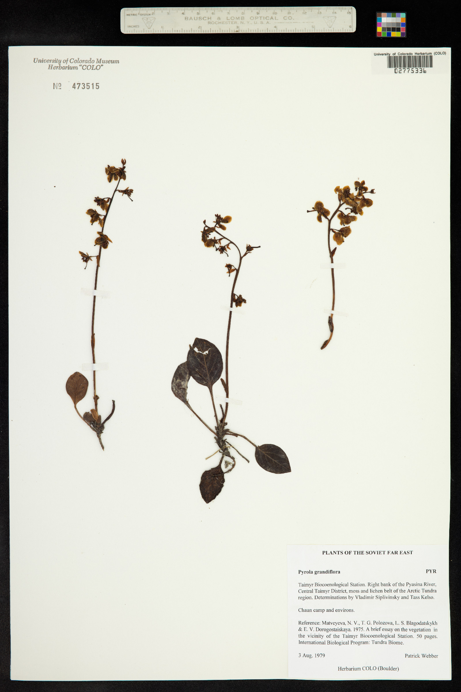 Pyrola grandiflora image