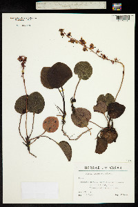 Pyrola asarifolia image