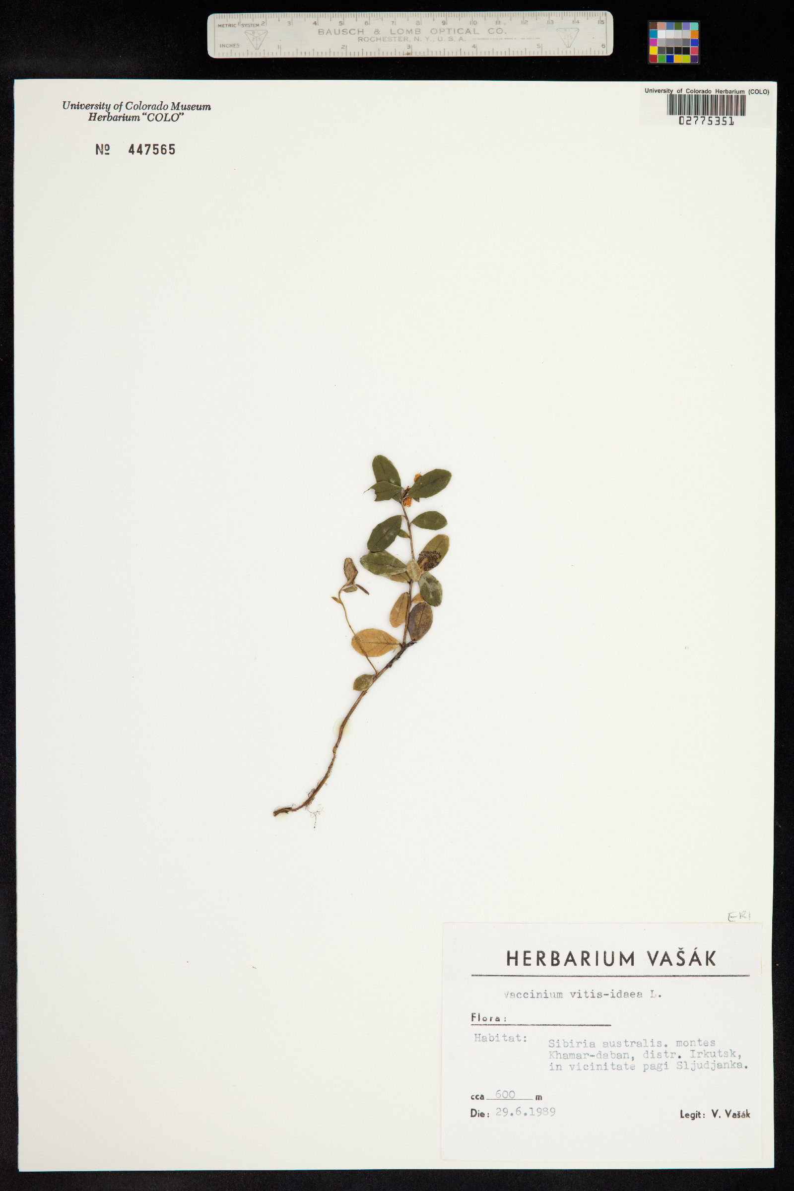 Rhodococcum vitis-idaea image