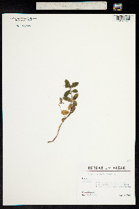 Vaccinium vitis-idaea image