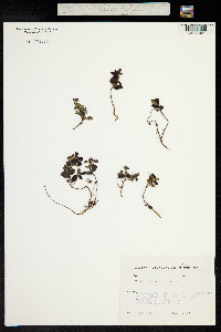 Vaccinium vitis-idaea subsp. vitis-idaea image