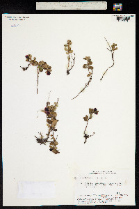 Vaccinium vitis-idaea image