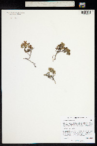 Vaccinium vitis-idaea image