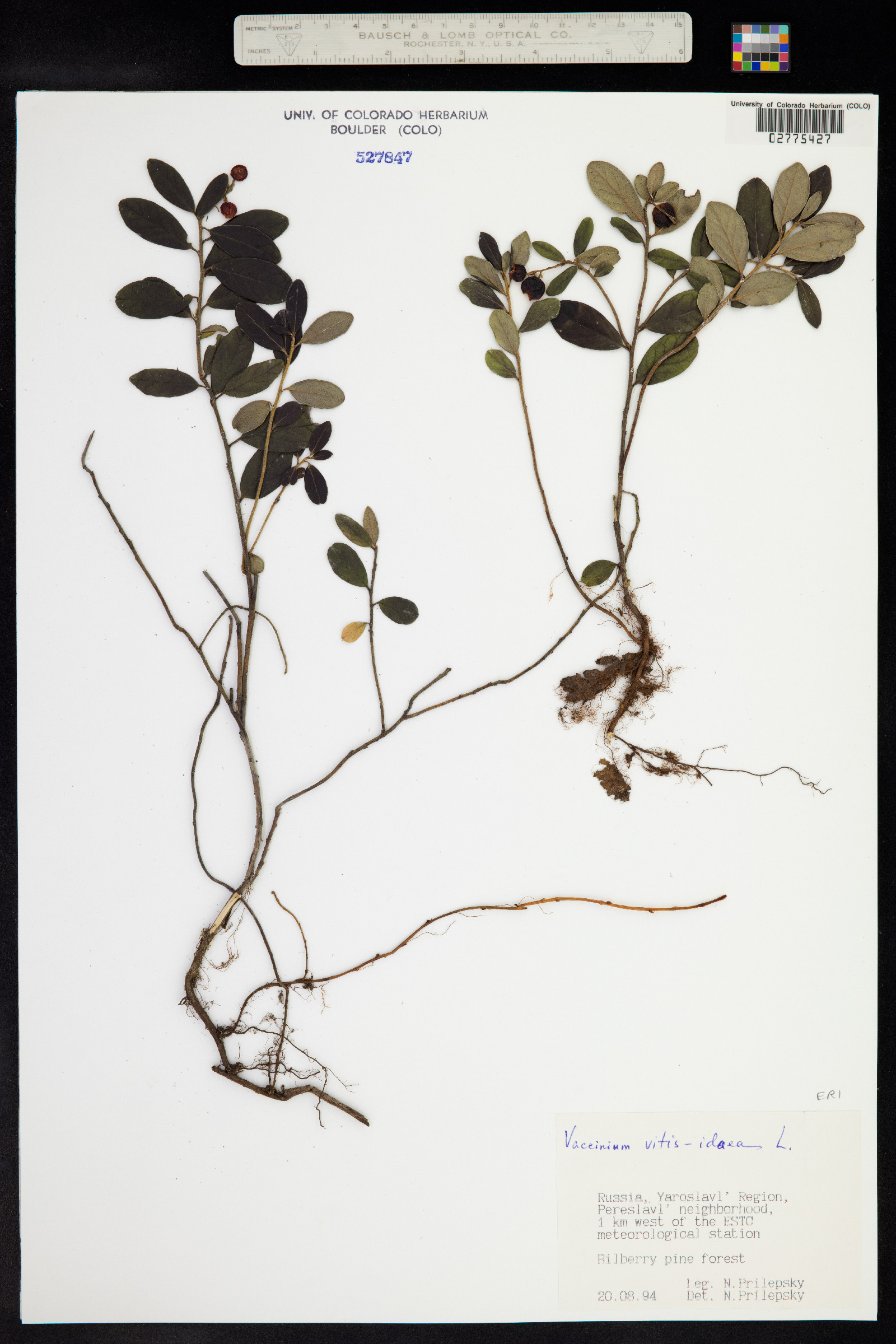 Rhodococcum vitis-idaea image