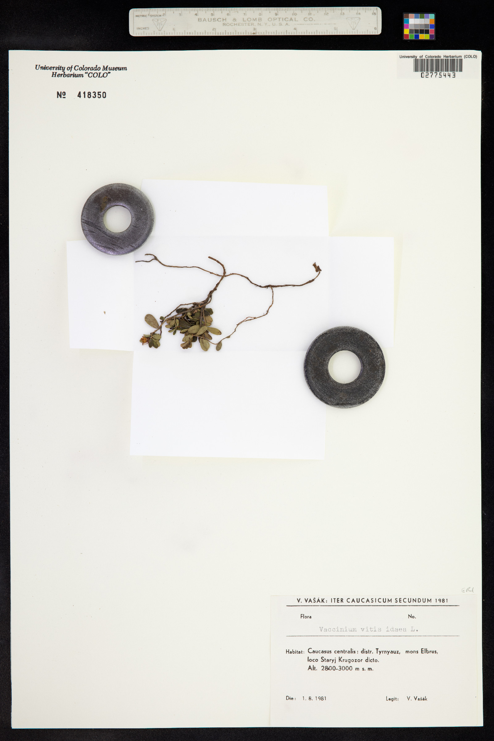 Vaccinium vitis-idaea subsp. vitis-idaea image