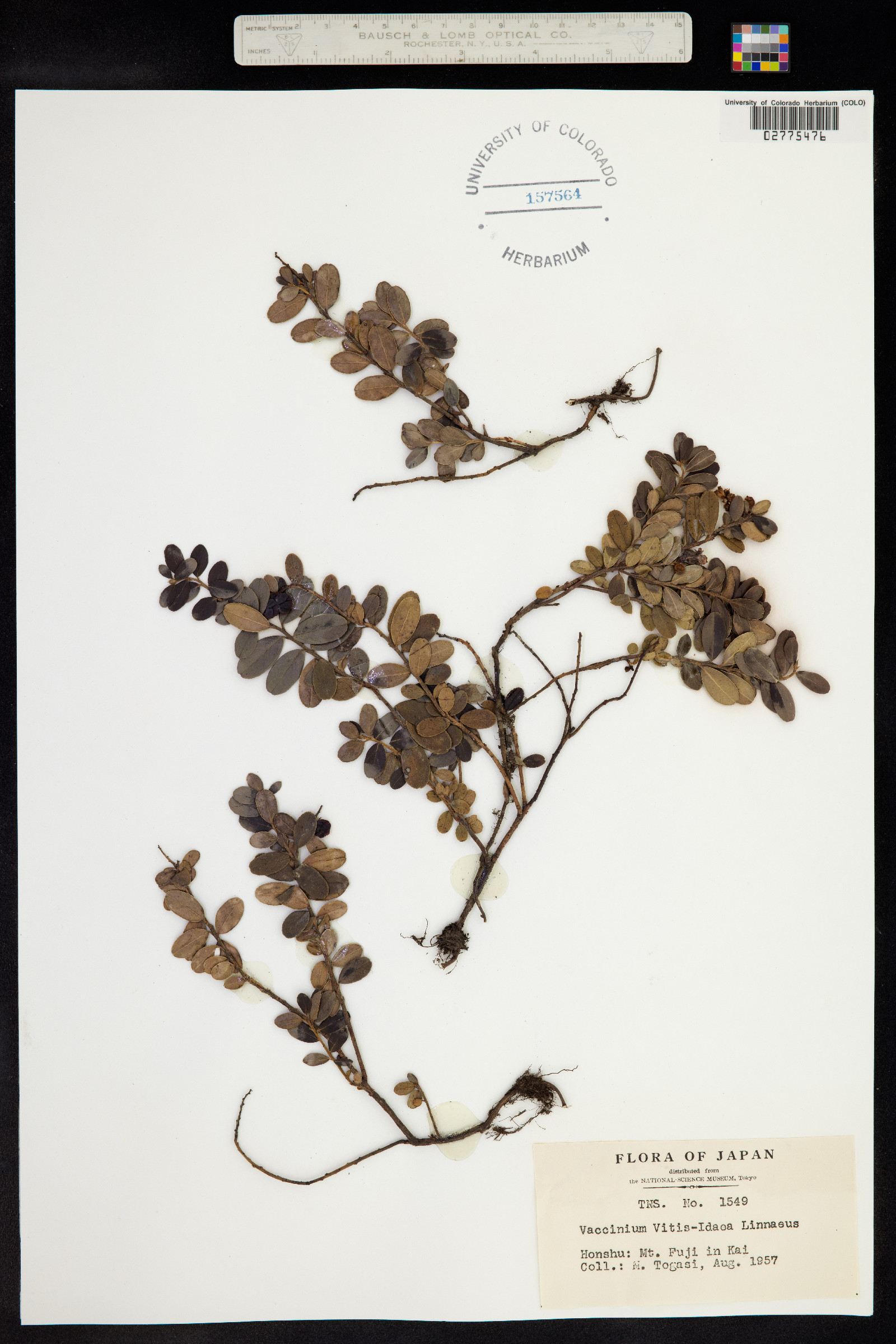 Rhodococcum vitis-idaea image