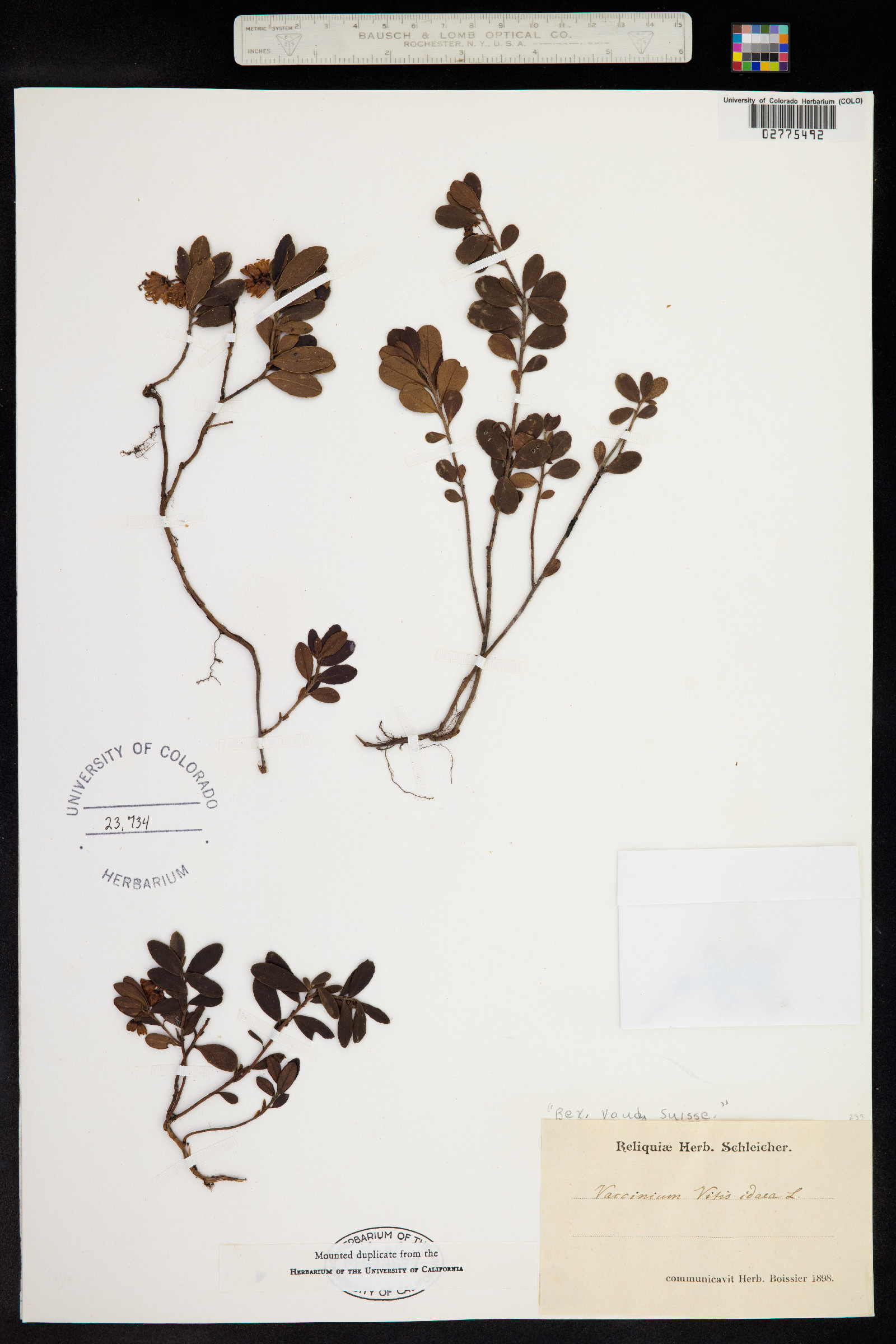 Rhodococcum vitis-idaea image