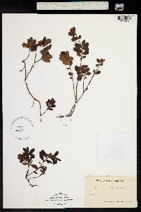 Vaccinium vitis-idaea subsp. vitis-idaea image