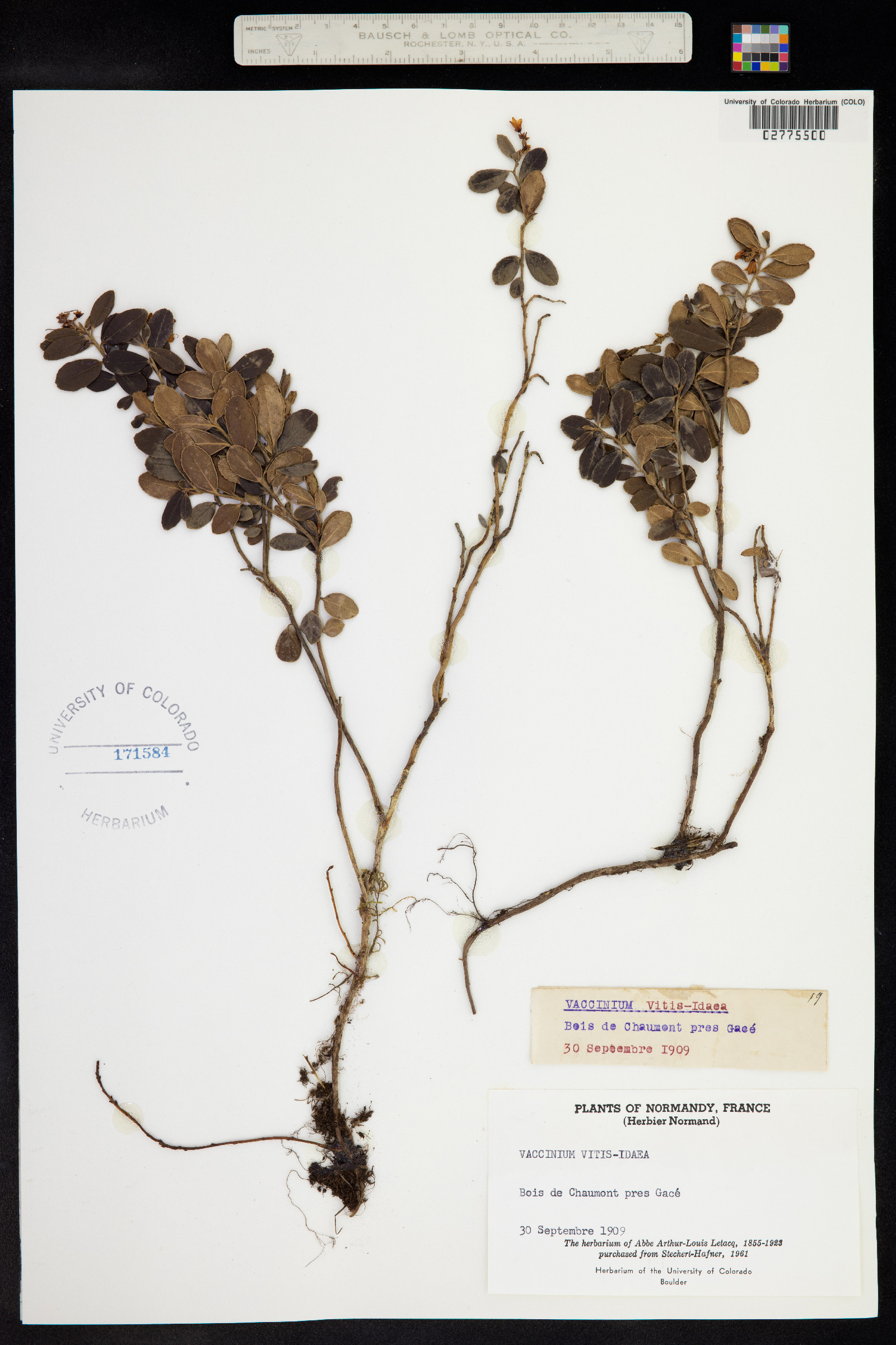 Rhodococcum vitis-idaea image