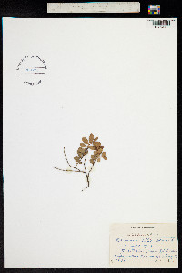 Vaccinium vitis-idaea image