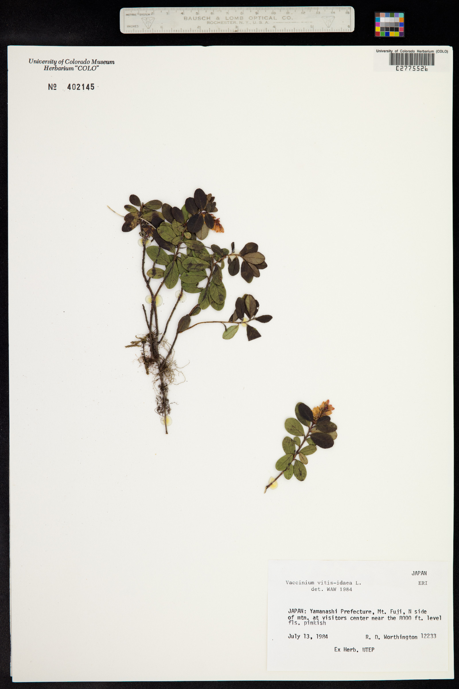 Rhodococcum vitis-idaea image