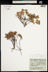 Vaccinium vitis-idaea image