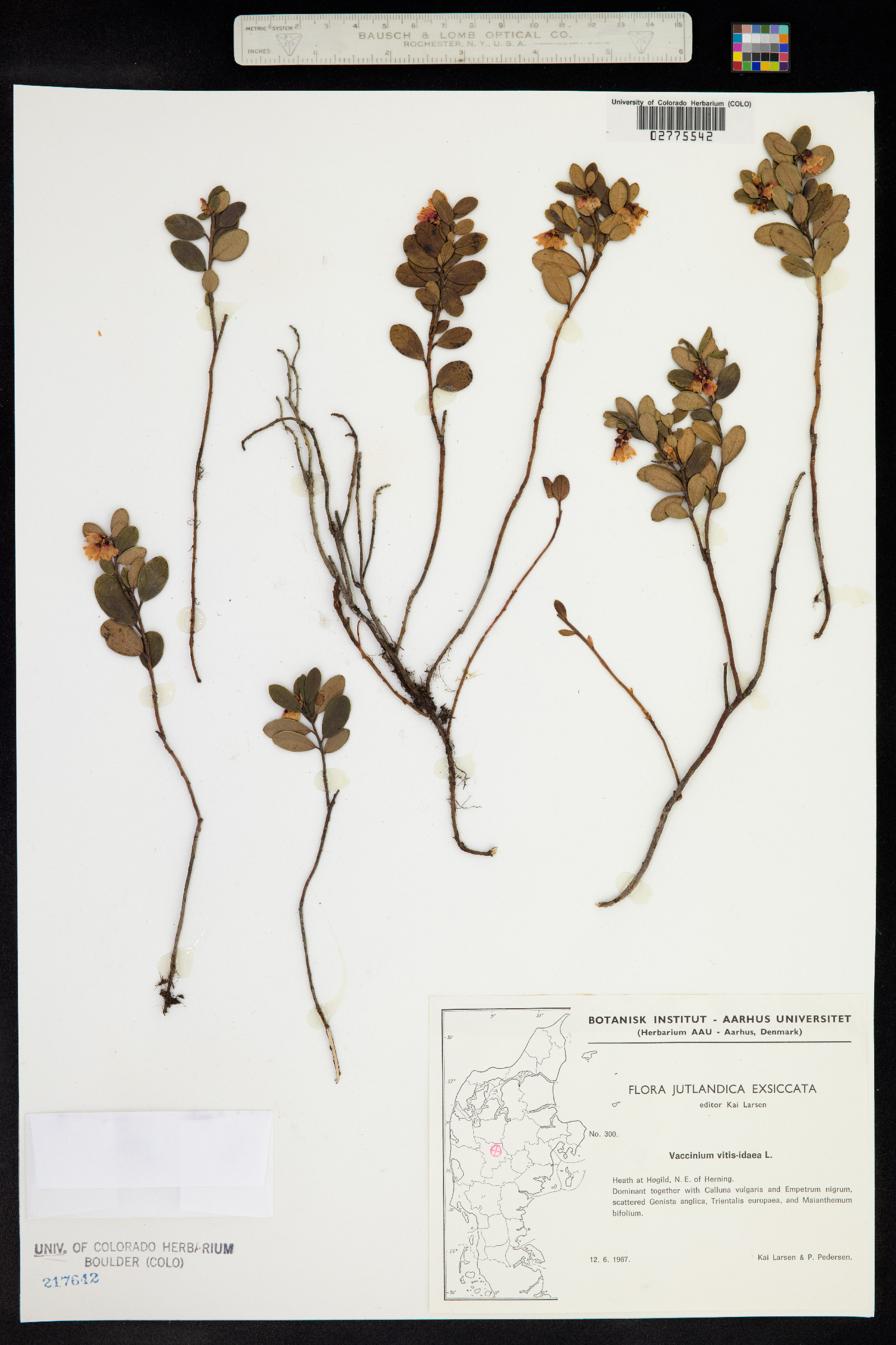 Rhodococcum image
