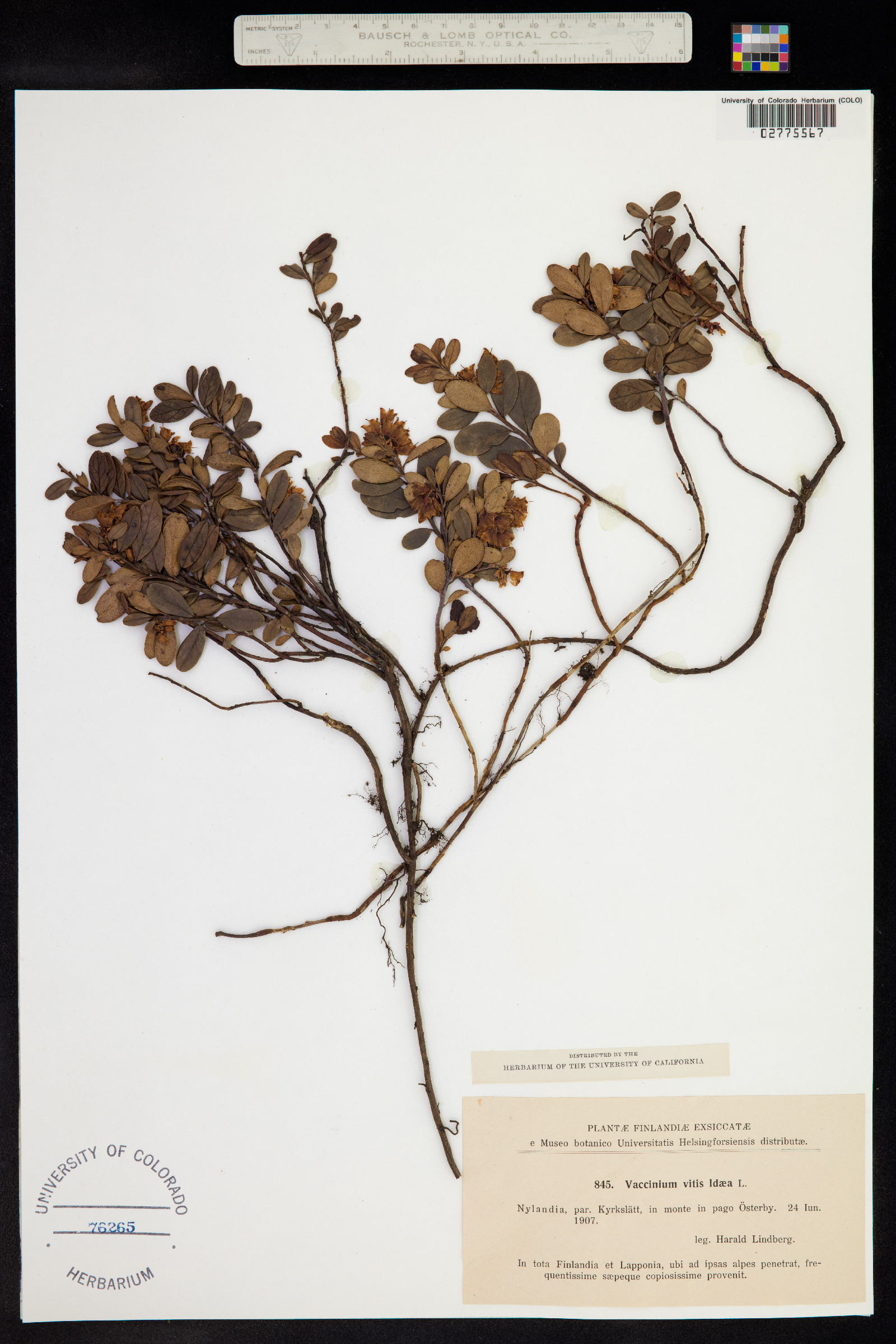 Rhodococcum vitis-idaea image