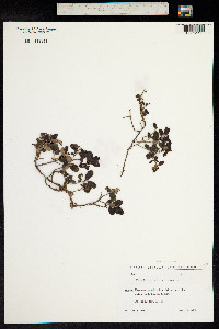 Vaccinium vitis-idaea image