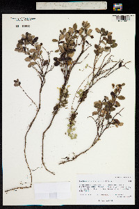 Vaccinium vitis-idaea image