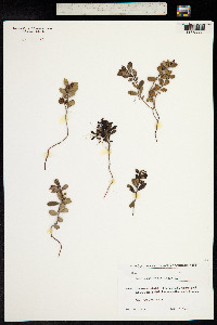 Vaccinium vitis-idaea image