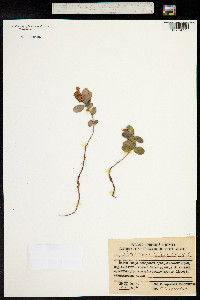 Vaccinium vitis-idaea image